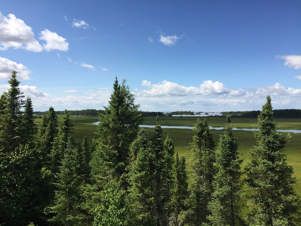 birdsanctuary3