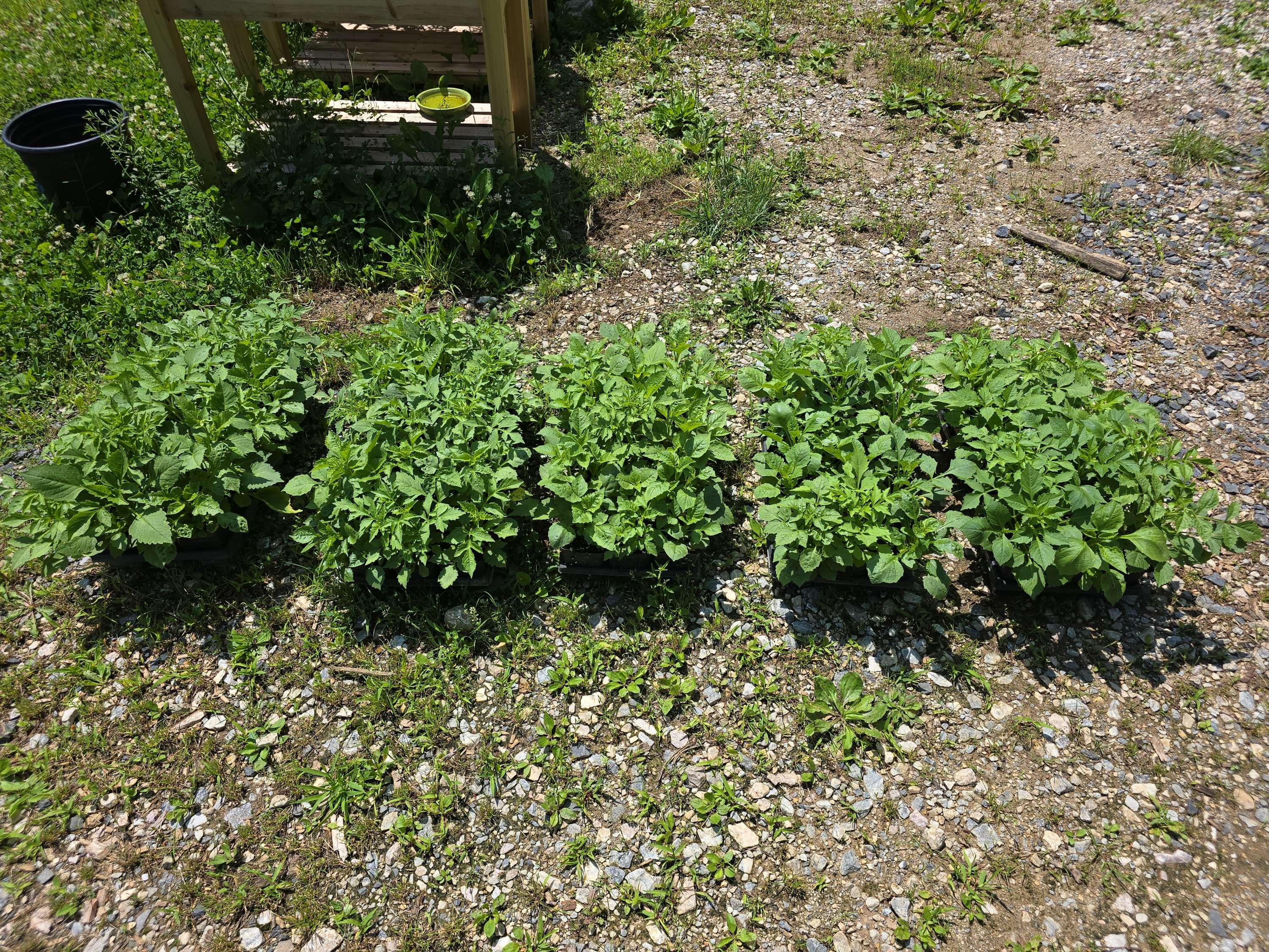 Mixed Hybrid Dalhia's 4" pot - Click for Description and Photos