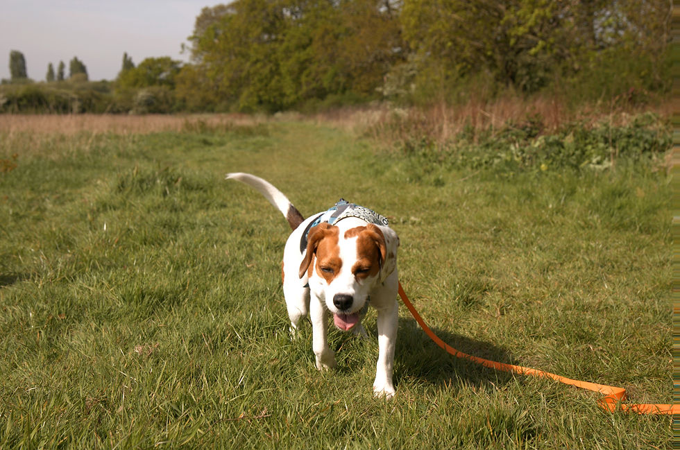 Phoenix Beagle At Mantrailing