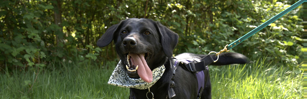 Labrador excited for mantrailing