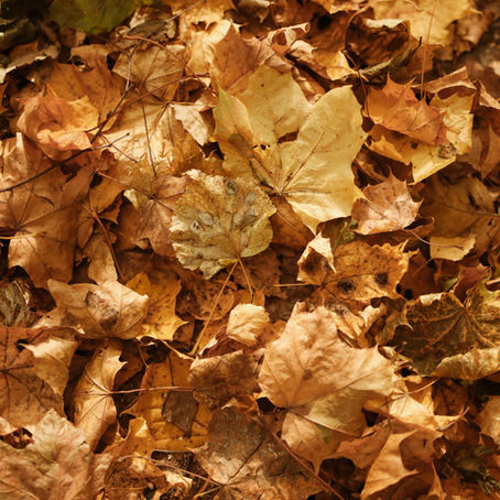 Autumn, endings and making space for what’s growing