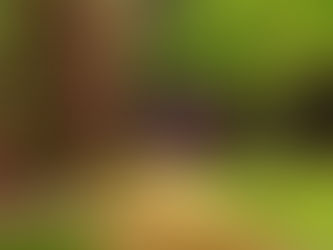 Scopri come curare il giardino d'estate