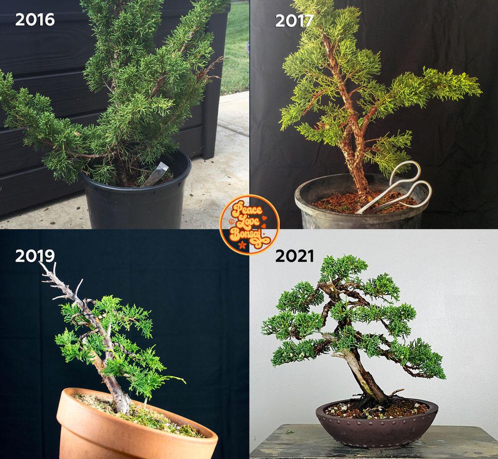 Bonsai Progression Shimpaku Juniper from Nursery Stock