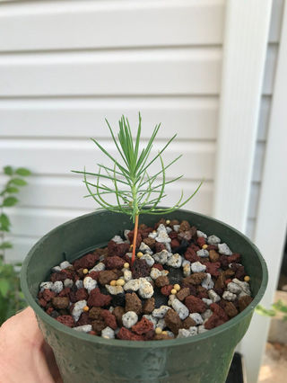 Bonsai Progression Japanese Black Pine From Seed