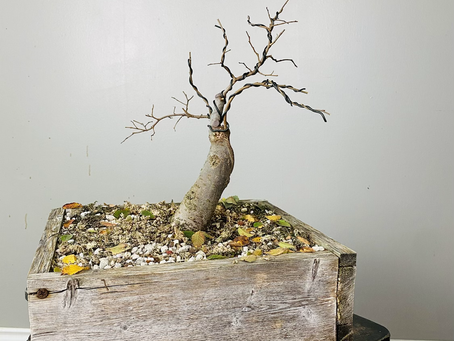 #ProgressionThursday - Zelkova Bonsai