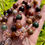 Thumbnail: Garden Quartz  (aka Lodolite) Fancy Adjustable Bracelet - Rose Gold