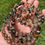 Thumbnail: Garden Quartz Bracelet- 9mm