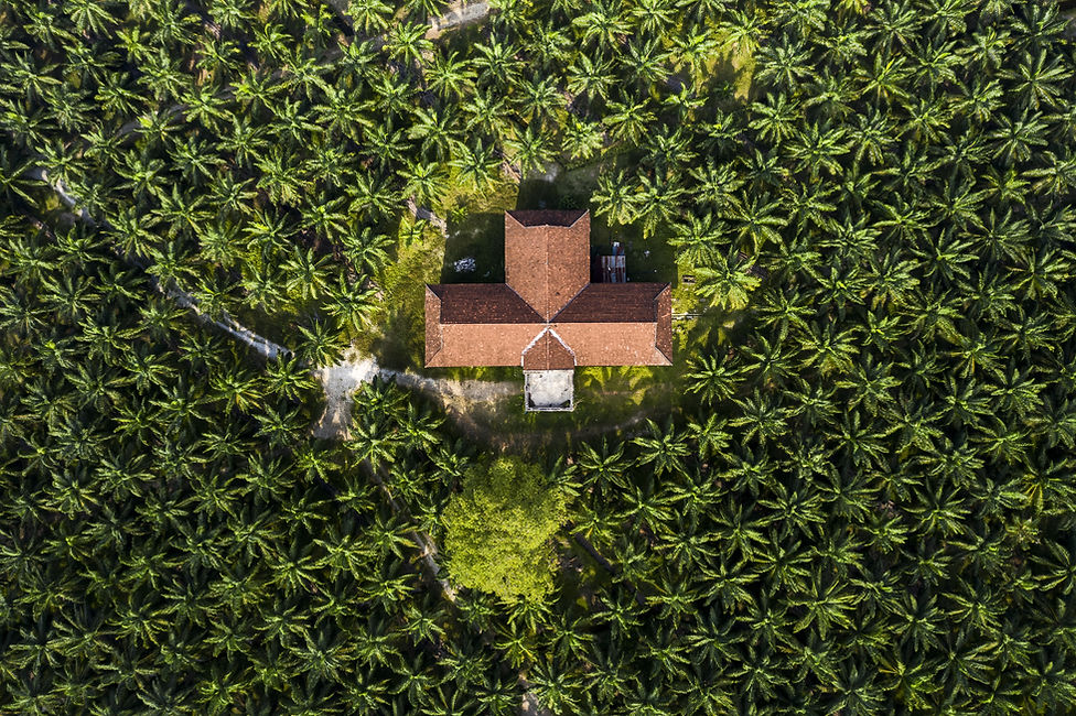 aerial-view-palm-trees-palm-oil-plantation-south-east-asia.jpg