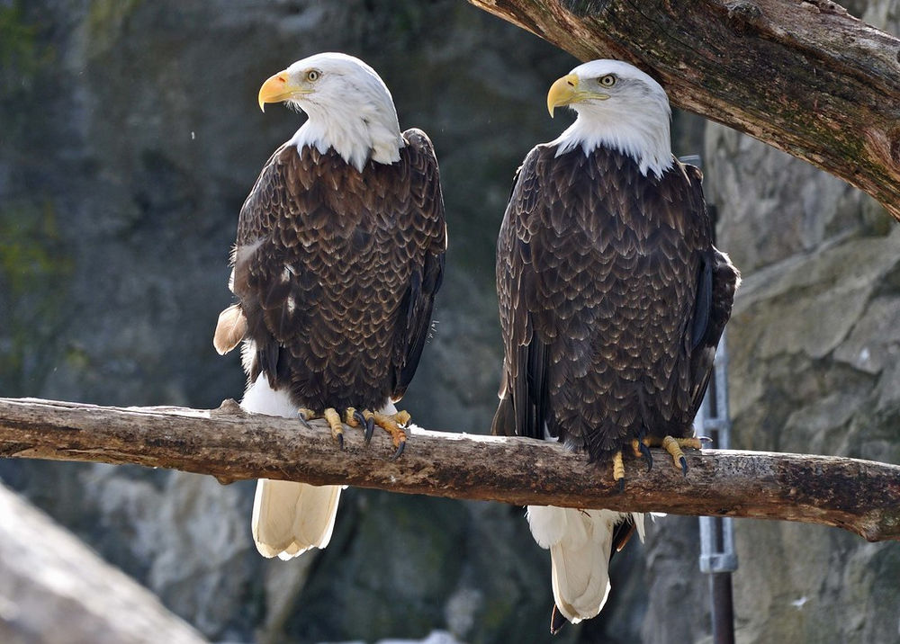 Bald Eagle Recovery – The Success Story