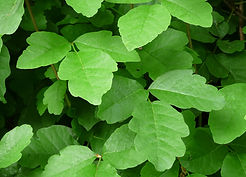 poison oak_robert a hamilton.jpeg