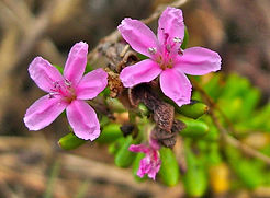 alkali heath_john doyen.jpeg