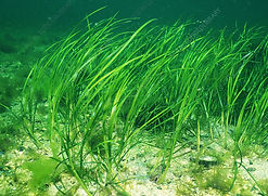 eelgrass_ANDREW J. MARTINEZ_SCIENCE PHOTO LIBRARY.jpg
