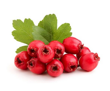 Hawthorn (Crataegus spp.)