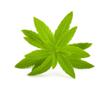 Lemon Verbena (Aloysia citrodora)