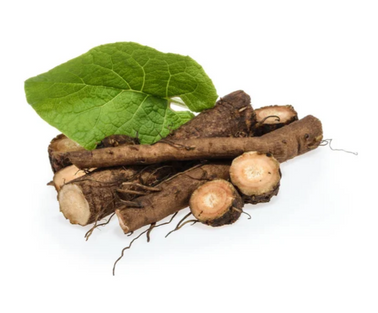 Burdock Root (Arctium lappa)