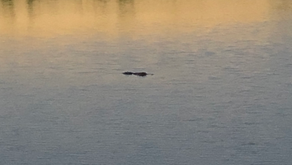 8 foot 7 inch alligator removed from lake