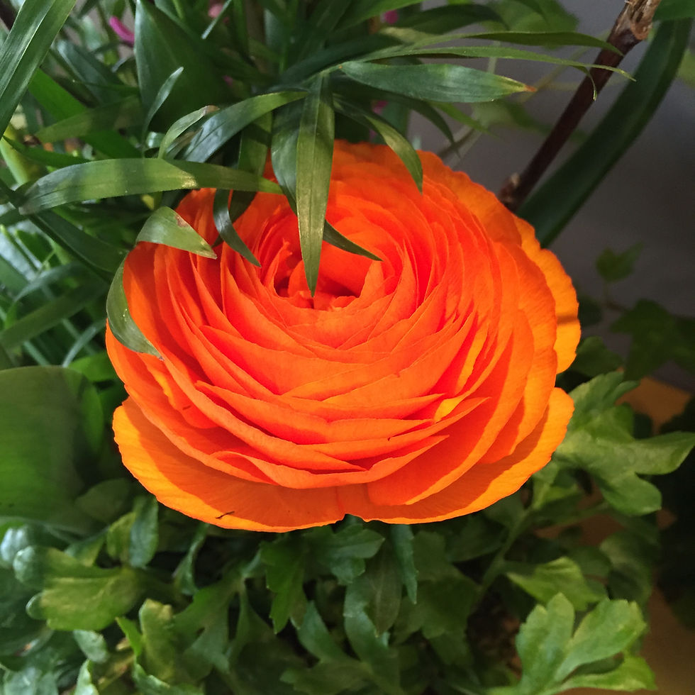 Thumbnail: 14" ROUND FULL DEPTH MIXED OUTDOOR SPRING CONTAINER GARDEN.