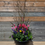 Thumbnail: SPRING BULBS AND BRANCHES IN A MIXED CONTAINER GARDEN