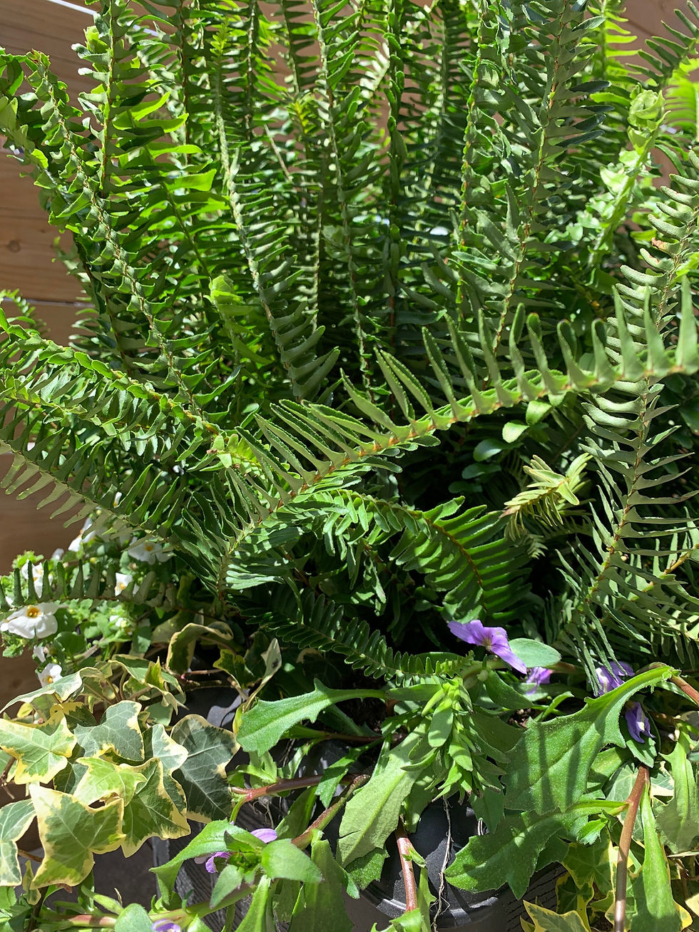 Thumbnail: KIMBERLEY FERN PLANTER IN 14" SQUARE OR 14" ROUND.