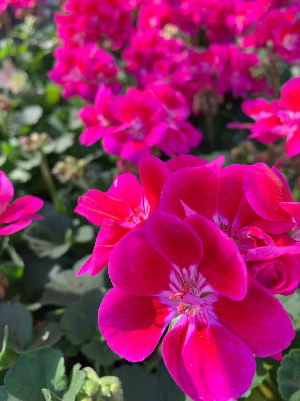 Thumbnail: MEGA 4' MANDEVILLA PLANTER IN 18" POT