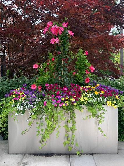 BEAUTIFUL SUMMER FLOWERS IN A PLANTER.HEIC