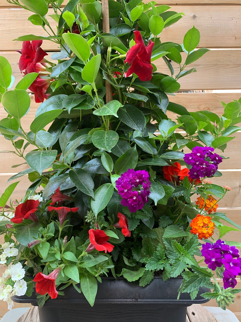 Thumbnail: 4’ BOLD TONE MANDEVILLA MIXED PLANTER IN 14" SQUARE OR 14" ROUND PLANTER.