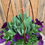 Thumbnail: OUTDOOR SPRING PLANTERS FREE DELIVERY IN TORONTO