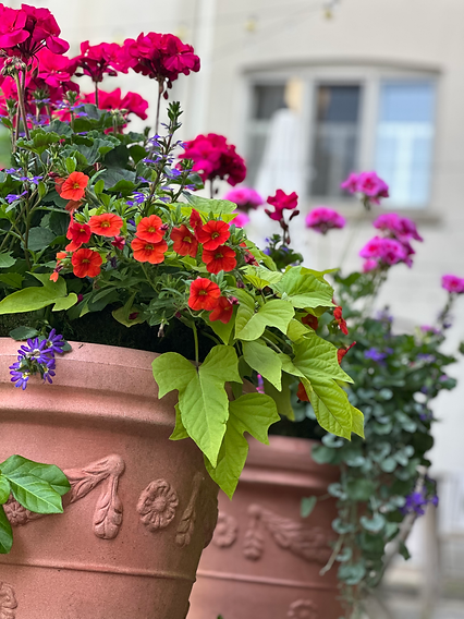 GEANIUMS BLOOM IN A RUSTIC SUMMER PLANTER.heic