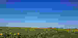 Sonnenblumenfeld und blauer Himmel