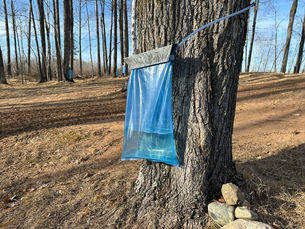 Why I ditched Maple Sap Bags (Squirrels Won!)
