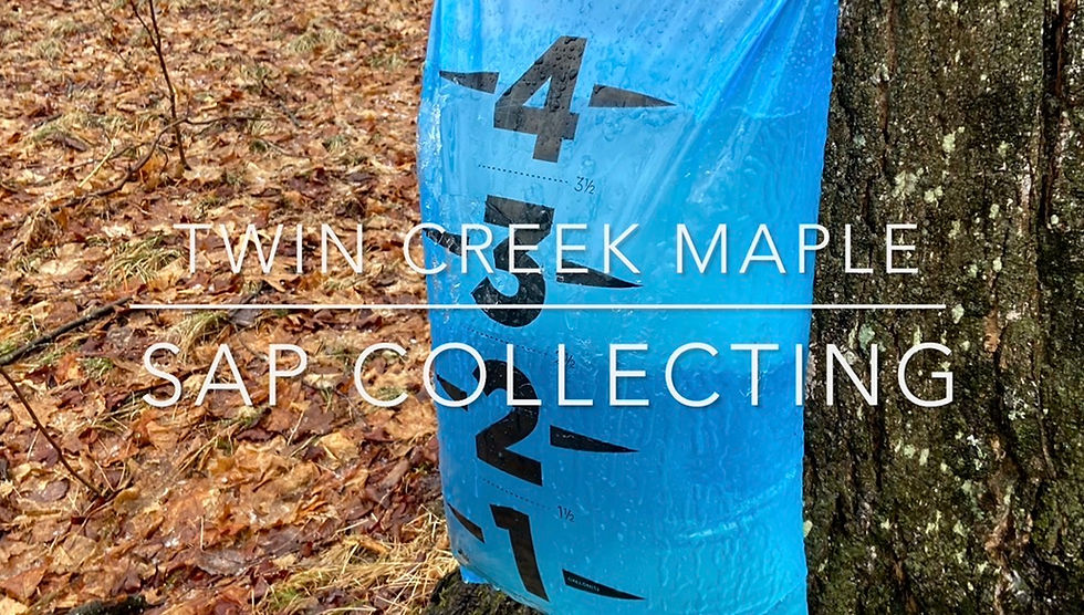 Sap Collecting