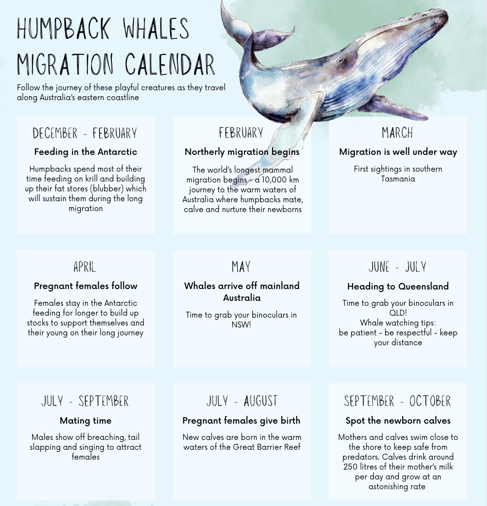 Humpback Whales Migration Calendar