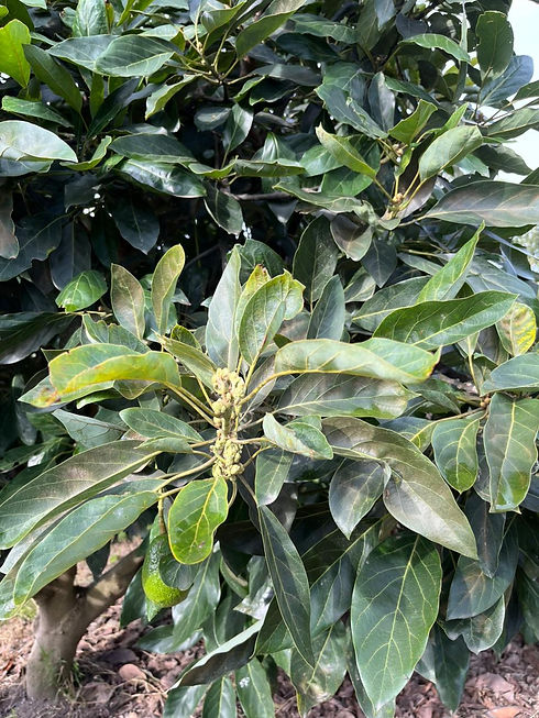 WhatsApp Image 2025-08-05 at 10.31.12 (1).jpeg