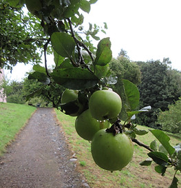 3. Mertoun Gardens sloping walled garden, and fruit trees, 2023.JPG