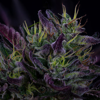 best cannabis photographers in san francisco 