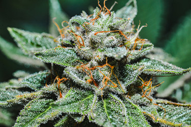 cannabis photography