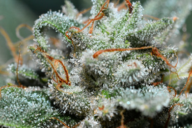 cannabis photographers