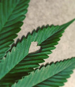 heart cut out of a weed leaf