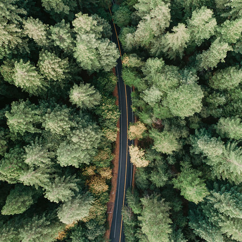 Drone photograph over the forest in Oregon