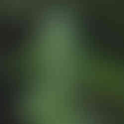 cannabis photography by Humboldt Cannabis Photographers for Sol Spirit Farms