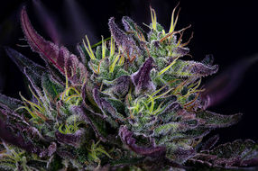 cannabis photography