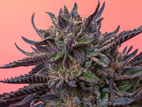 cannabis product photography