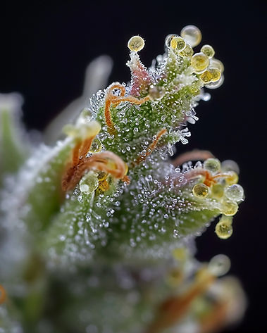 cannabis macro photography in Oregon