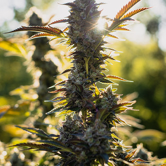 cannabis photography at a marijuana farm
