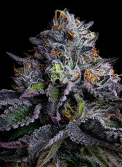 cannabis photography in colorado