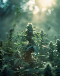 cannabis farm photography