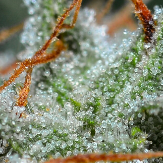 macro cannabis photography