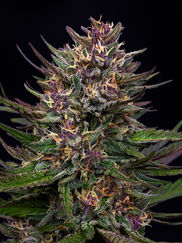 cannabis photographer in portland oregon