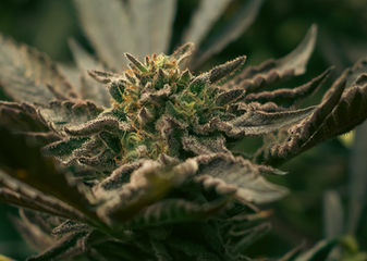 Professional cannabis photography of a trichome-rich cannabis flower with detailed bud structure in natural low light