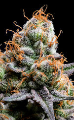 cannabis photographer in portland oregon